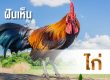 ทำนายฝัน ฝันเห็นไก่