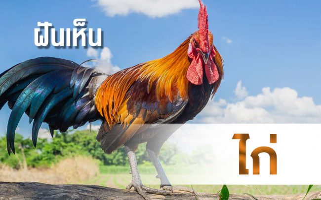 ทำนายฝัน ฝันเห็นไก่